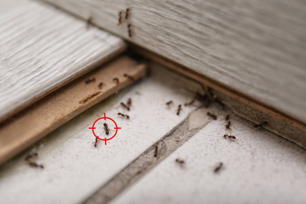 Best Affordable Exterminators  in Weston, WI