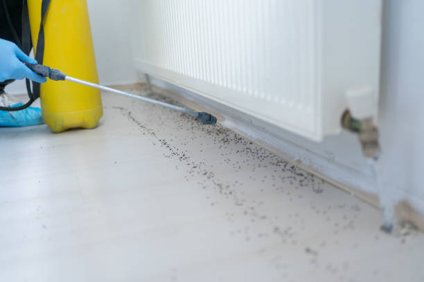 Reliable Weston, WI Pest Control Solutions